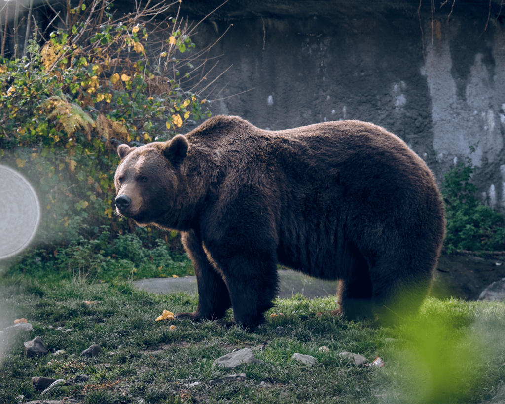 A large brown bear stands on grass with a rocky, vegetated backdrop. The bear is looking to the left side of the image.