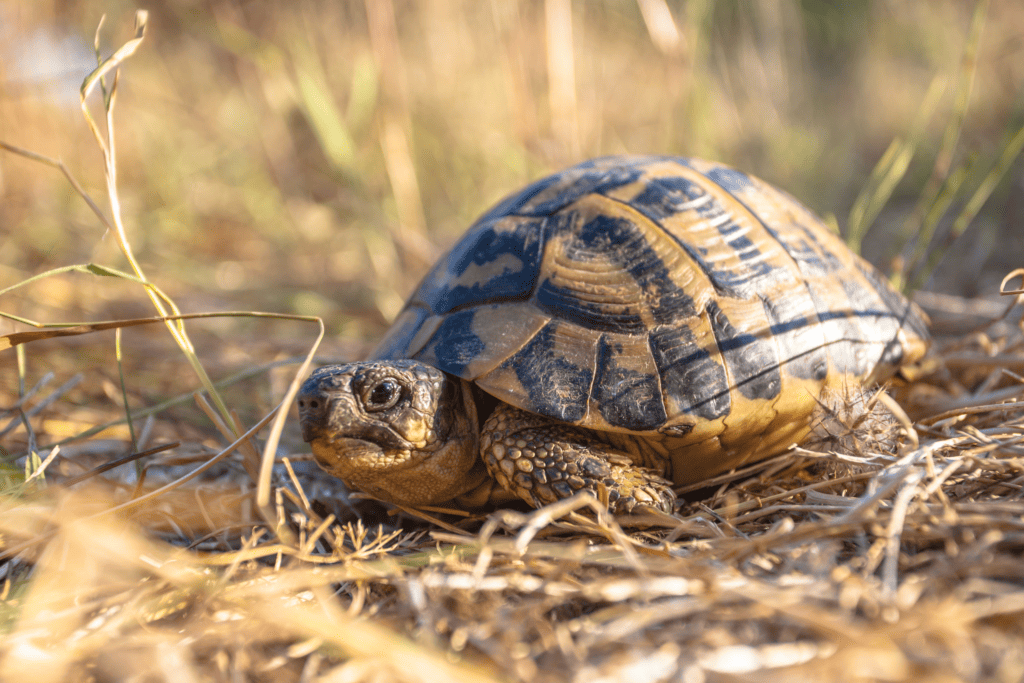 A tortoise with a patterned shell is resting on dry grass in a sunlit natural setting.