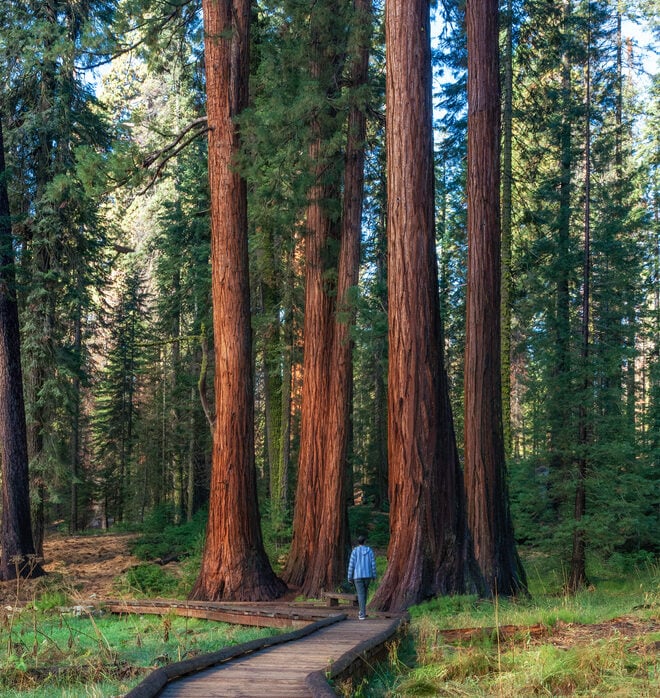 A person walks along a wooden boardwalk through a forest of tall redwood trees, surrounded by green grass and sunlight.